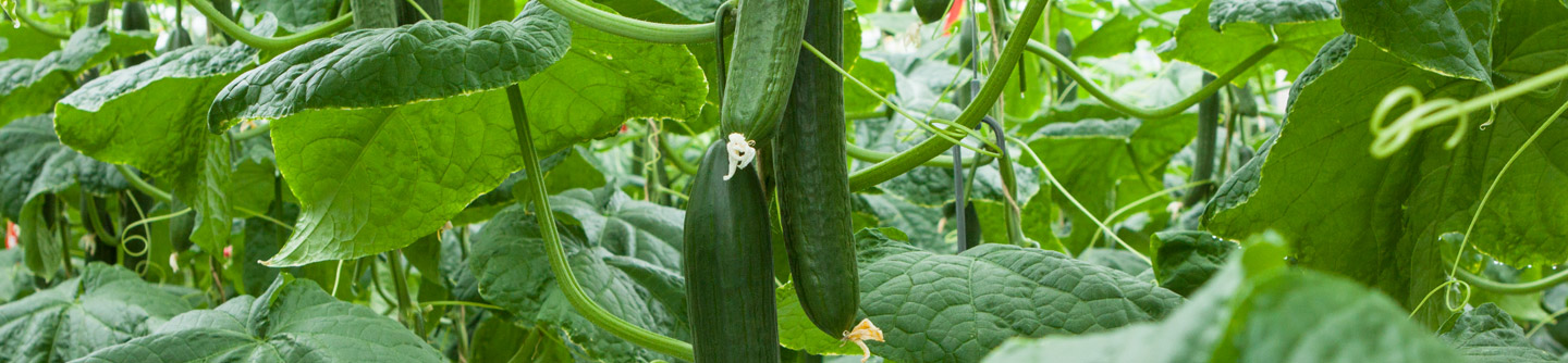 Cucumber with flowers