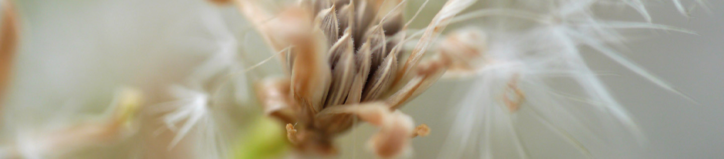 Semilla de lechuga en una planta, macrofotografiada